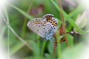 kleiner Schmetterling im Gras