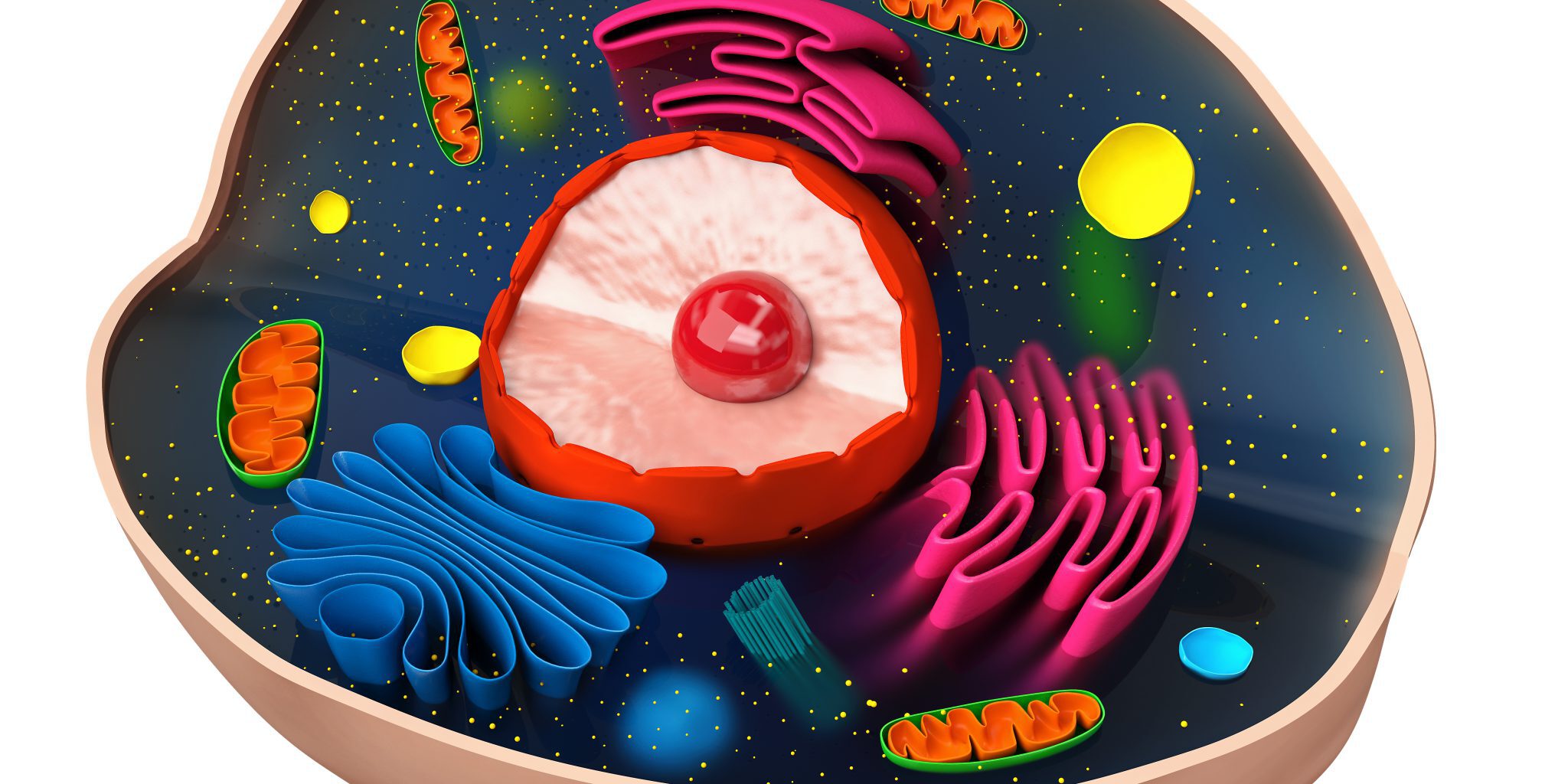 Mitochondrien die Kraftwerke