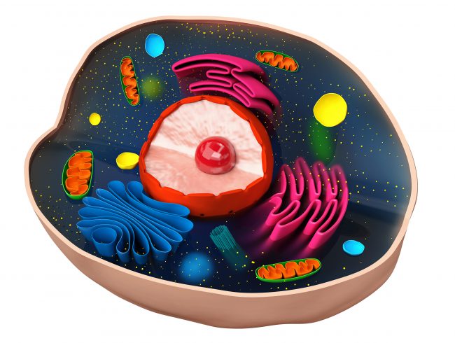Was sind Mitochondrien?