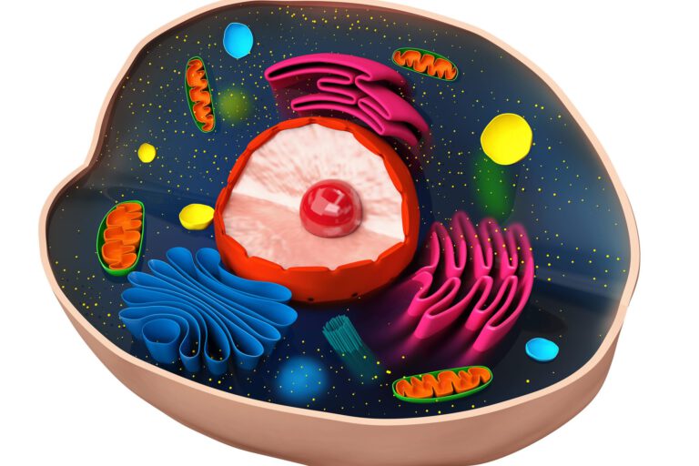 Mitochondrien die Kraftwerke