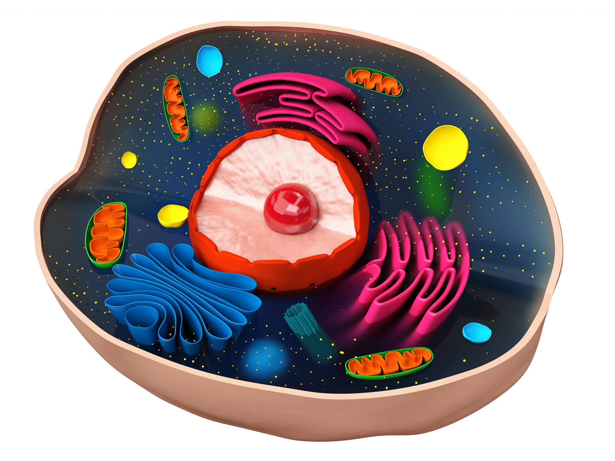 Mitochondrien die Kraftwerke