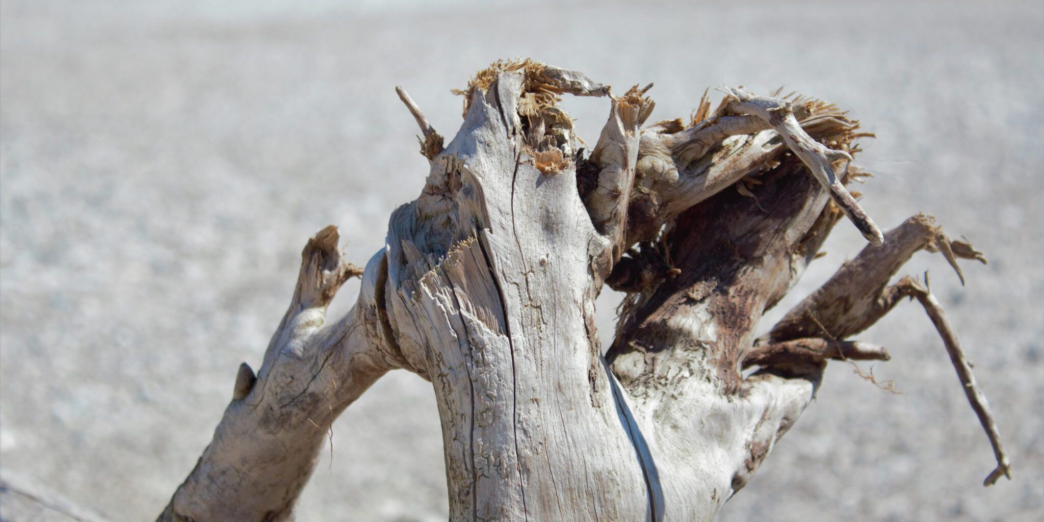 verdörrter Baum an der Isar
