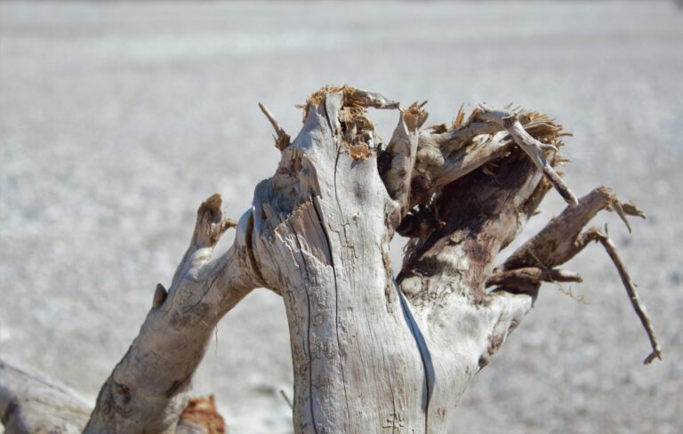 verdörrter Baum an der Isar verdörrter Baum an der Isar