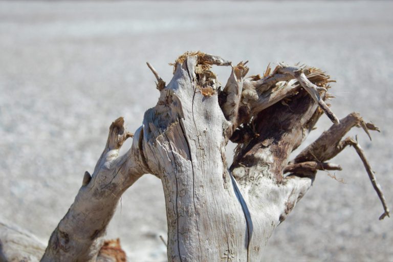 verdörrter Baum an der Isar