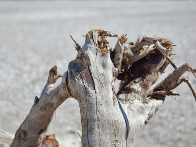 verdörrter Baum an der Isar