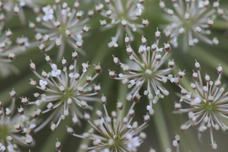 Mitochondrientherapie München