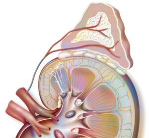 Hormonbalance Heilpraktikerin München